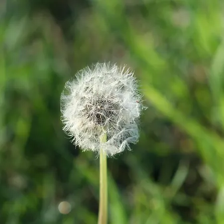 Dimitrios Hotel apartamentowy Kassiopi