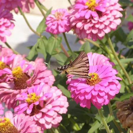 Apartahotel Dimitrios